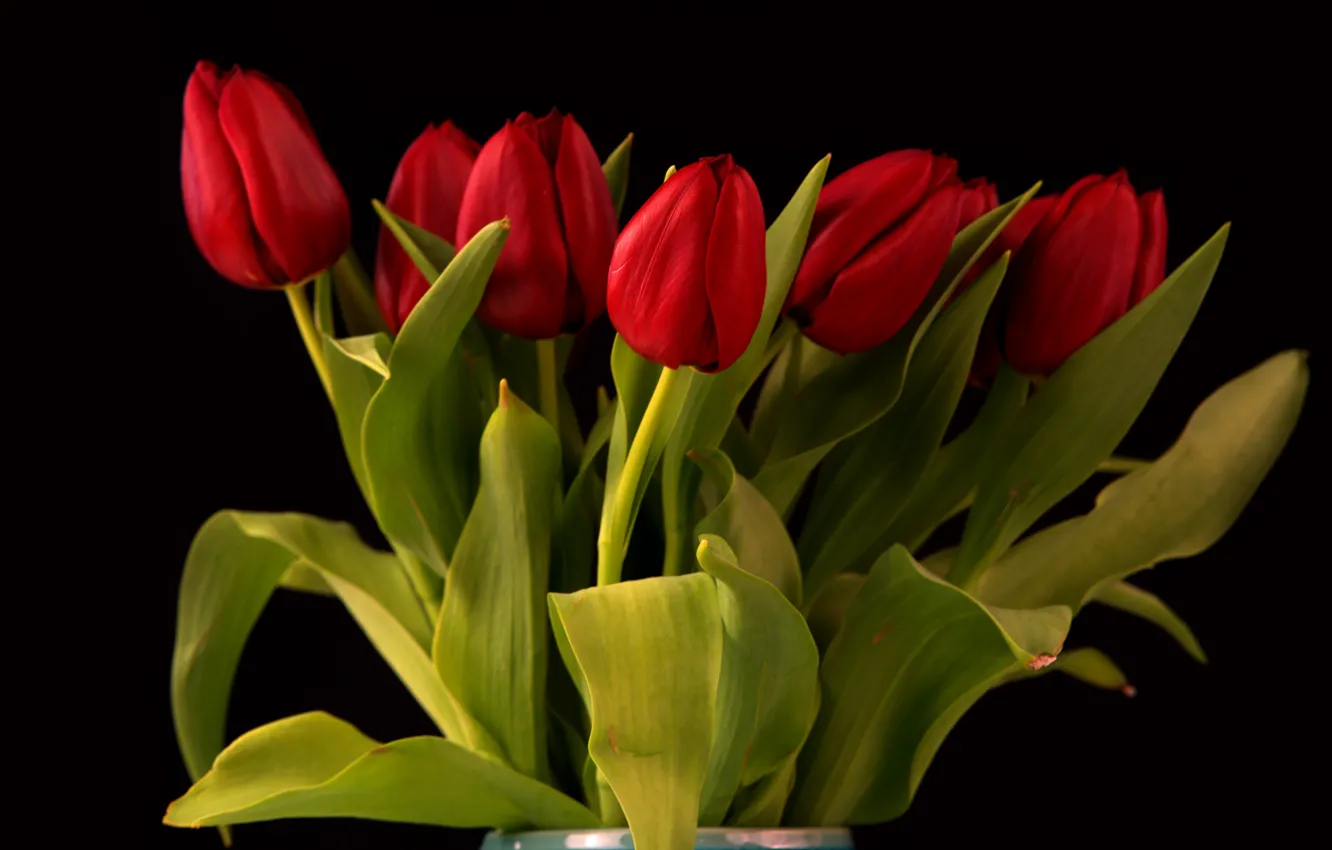 Photo wallpaper flowers, red, bouquet, tulips, black background, buds