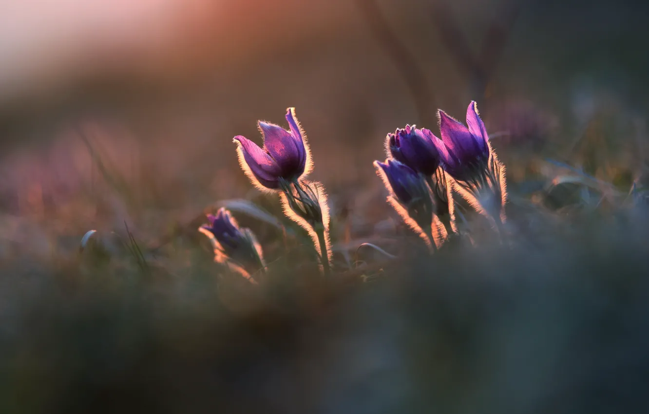 Photo wallpaper flowers, nature, background