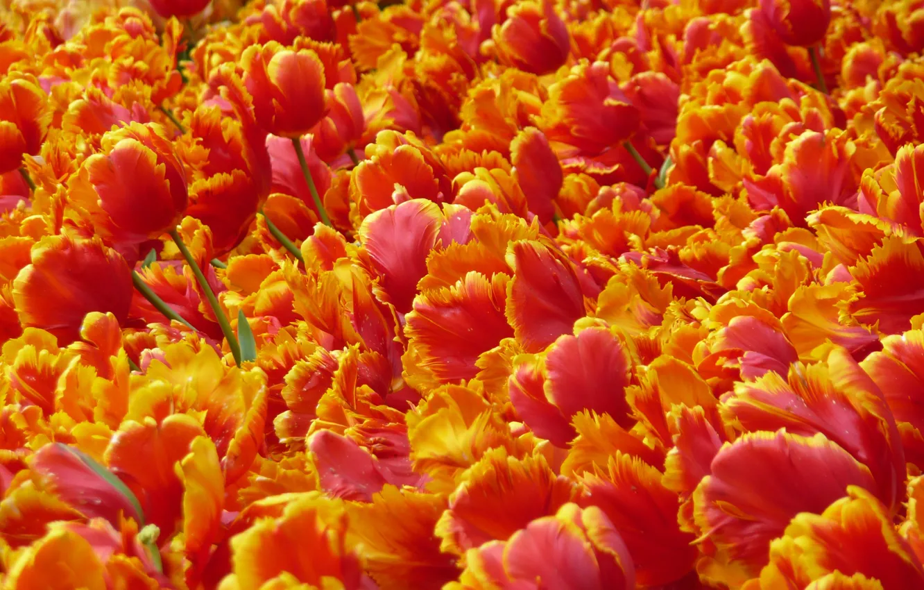 Photo wallpaper flowers, bright, petals, tulips, red, orange, a lot, fire