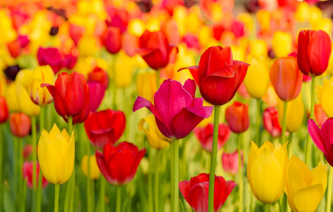 Photo wallpaper flowers, yellow, red, bright, spring, petals, tulips, buds