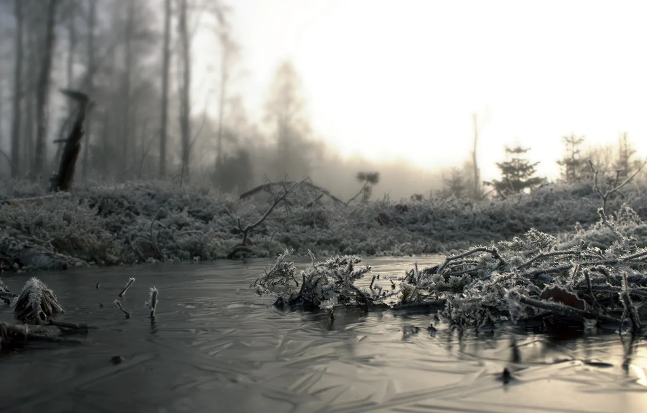 Photo wallpaper cold, frost, branches, fog, frost