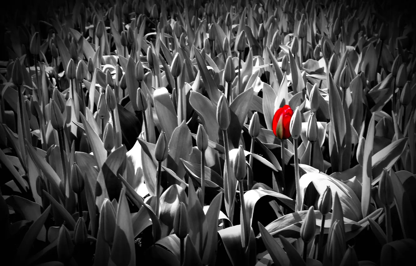 Photo wallpaper spring, garden, tulips, flowerbed