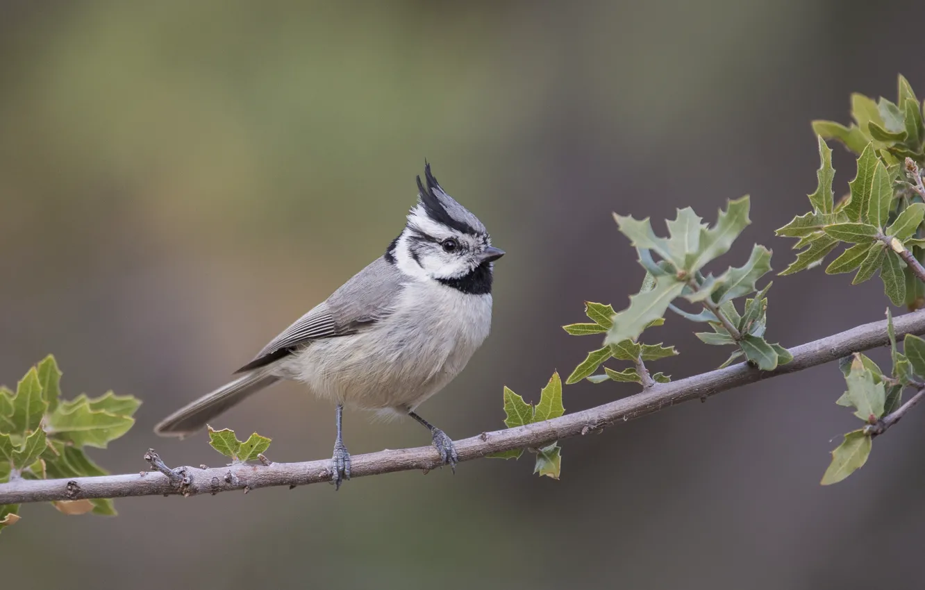 Photo wallpaper branches, bird, tit, crest