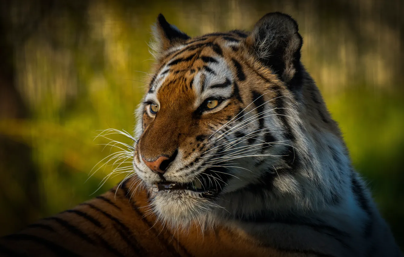 Photo wallpaper look, face, nature, tiger, green, background, portrait, wild cat
