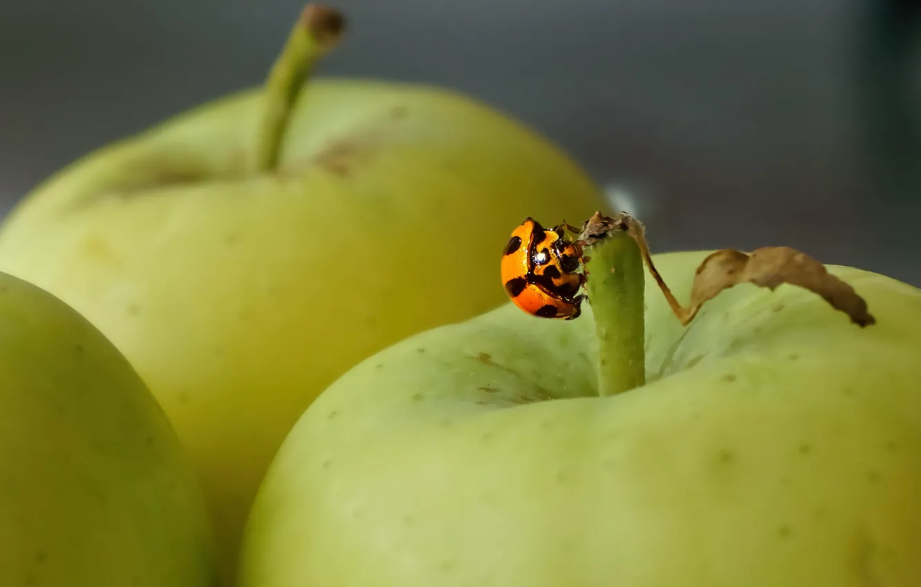 Photo wallpaper background, apples, ladybug, insect