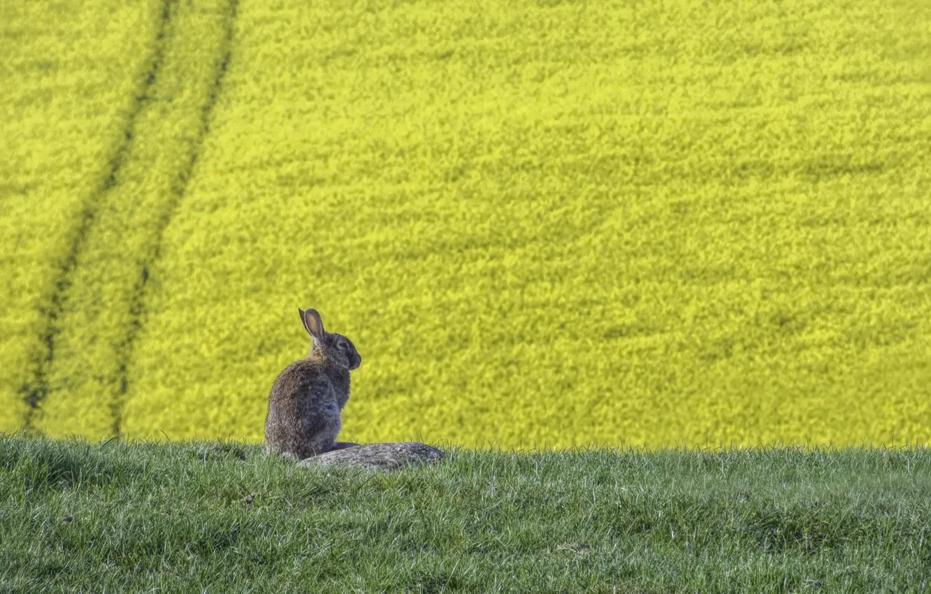 Photo wallpaper summer, hare, rape