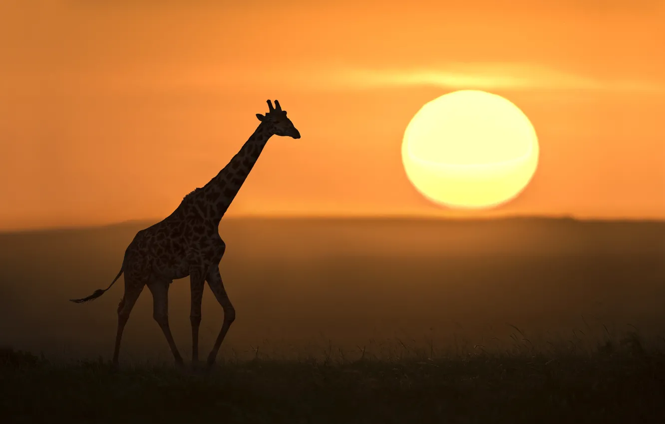 Photo wallpaper the sun, giraffe, Savannah, sun, giraffe, savannah