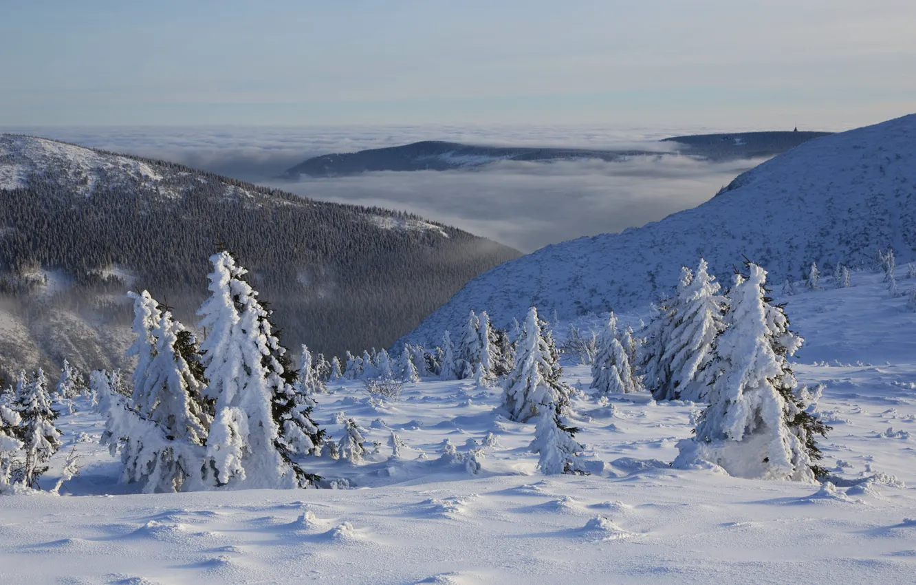 Photo wallpaper winter, forest, snow, mountains, herringbone