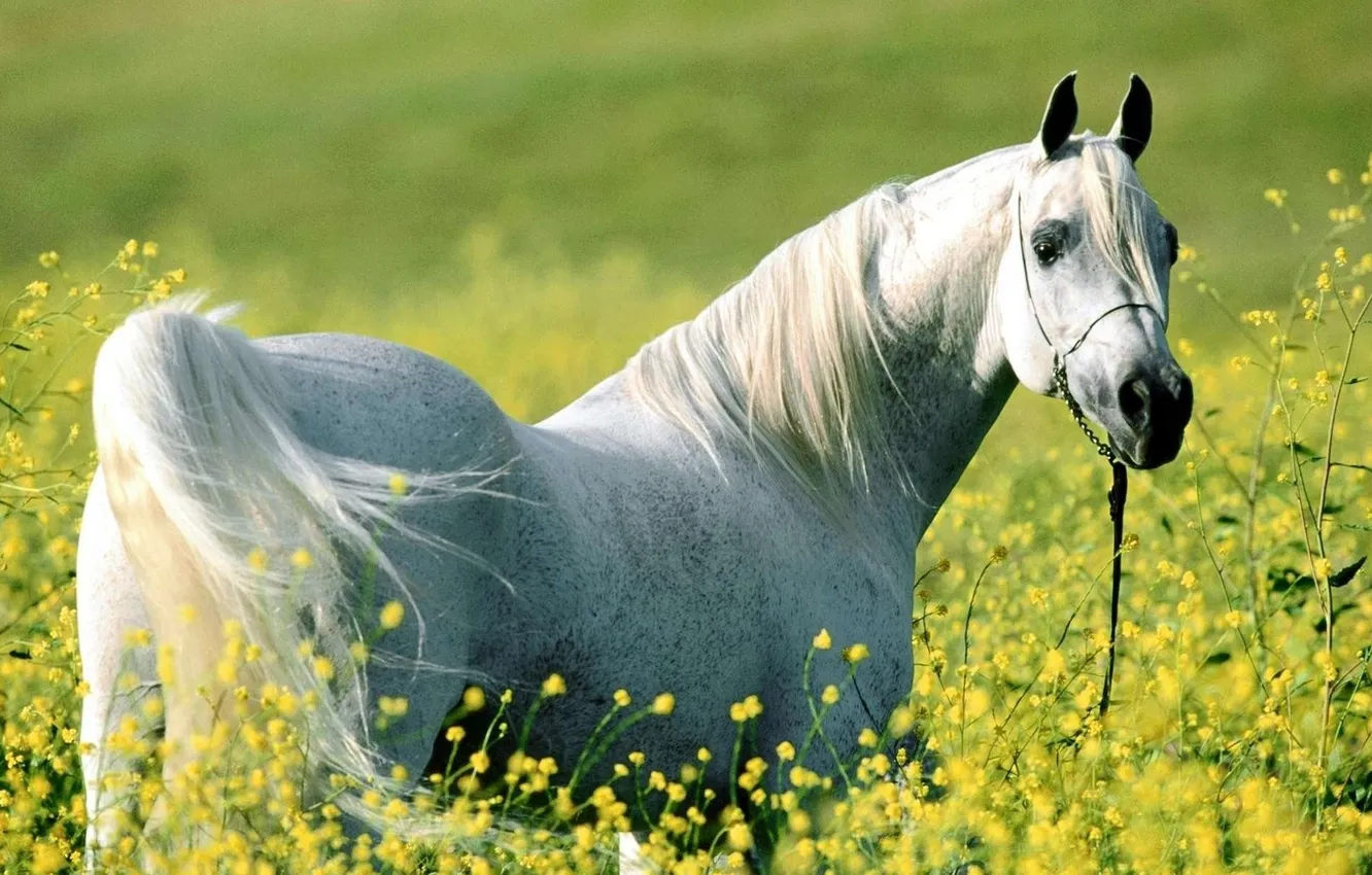 Photo wallpaper white, flowers, horse