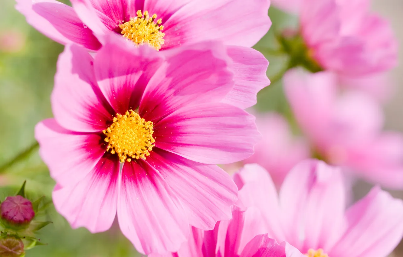 Photo wallpaper summer, macro, flowers, pink
