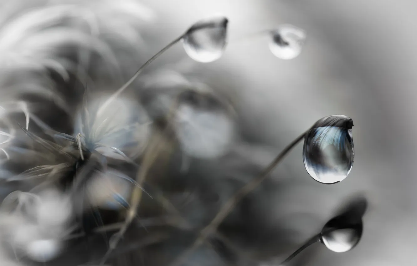 Photo wallpaper water, drops, plant