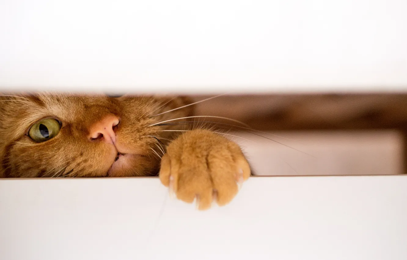 Photo wallpaper cat, background, Koshak, Tomcat, foot, the gap
