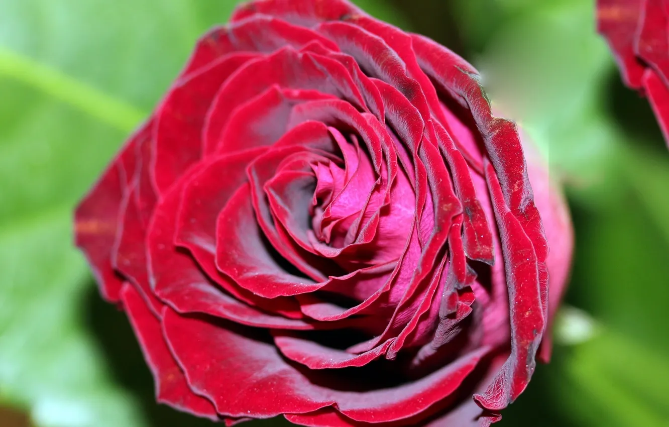 Photo wallpaper macro, roses, buds