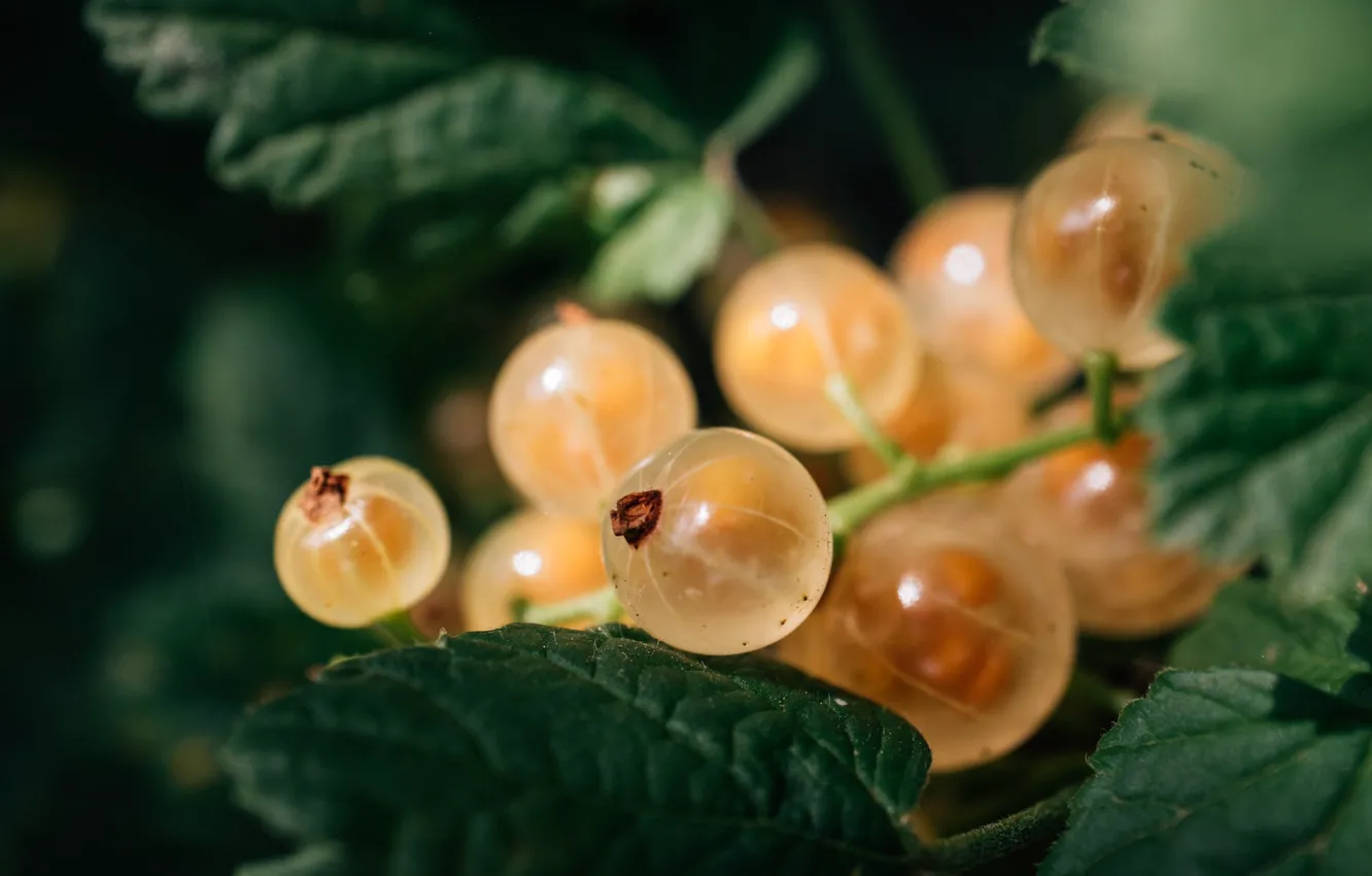 Photo wallpaper leaves, white currants, ripe berries