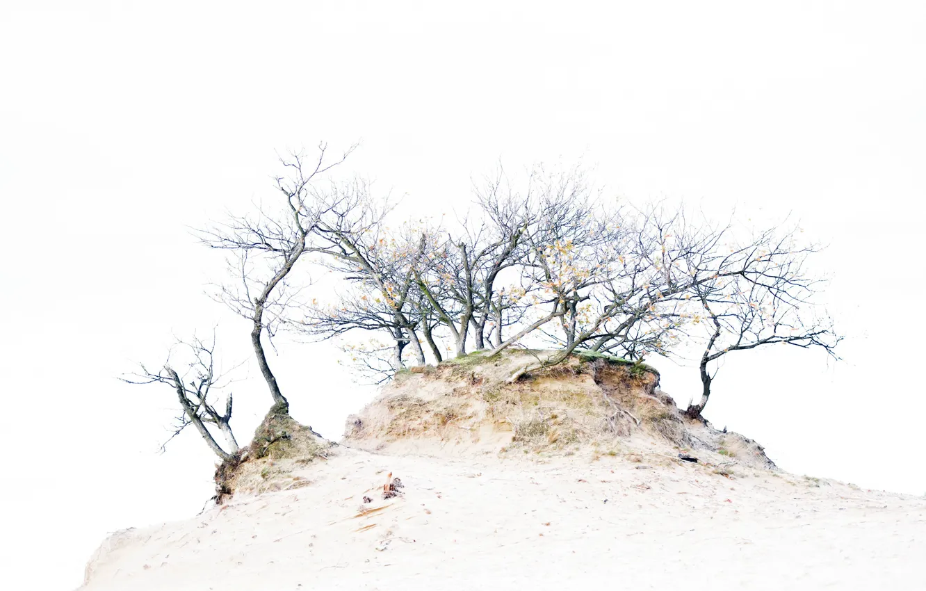 Photo wallpaper trees, nature, background