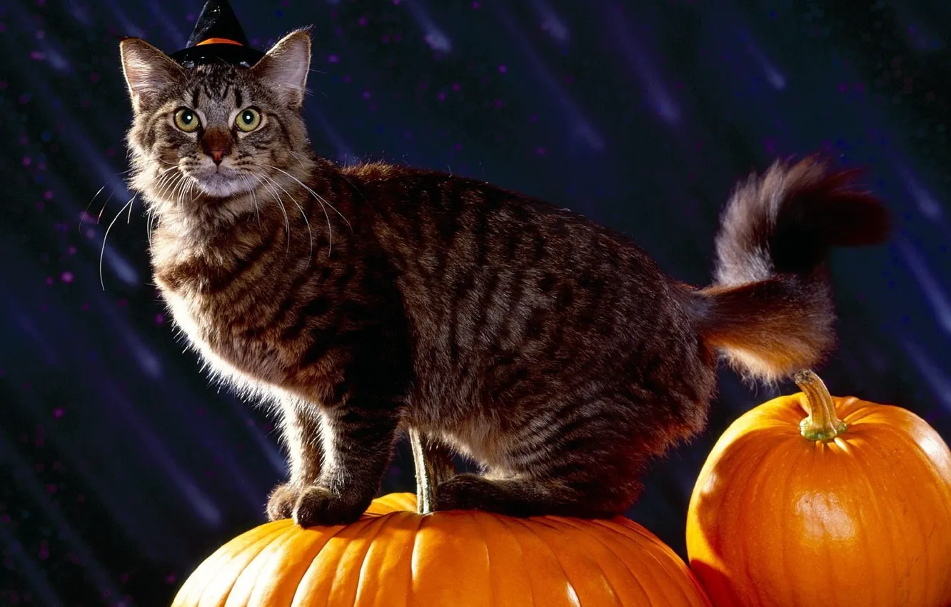 Photo wallpaper cat, holiday, pumpkin, halloween