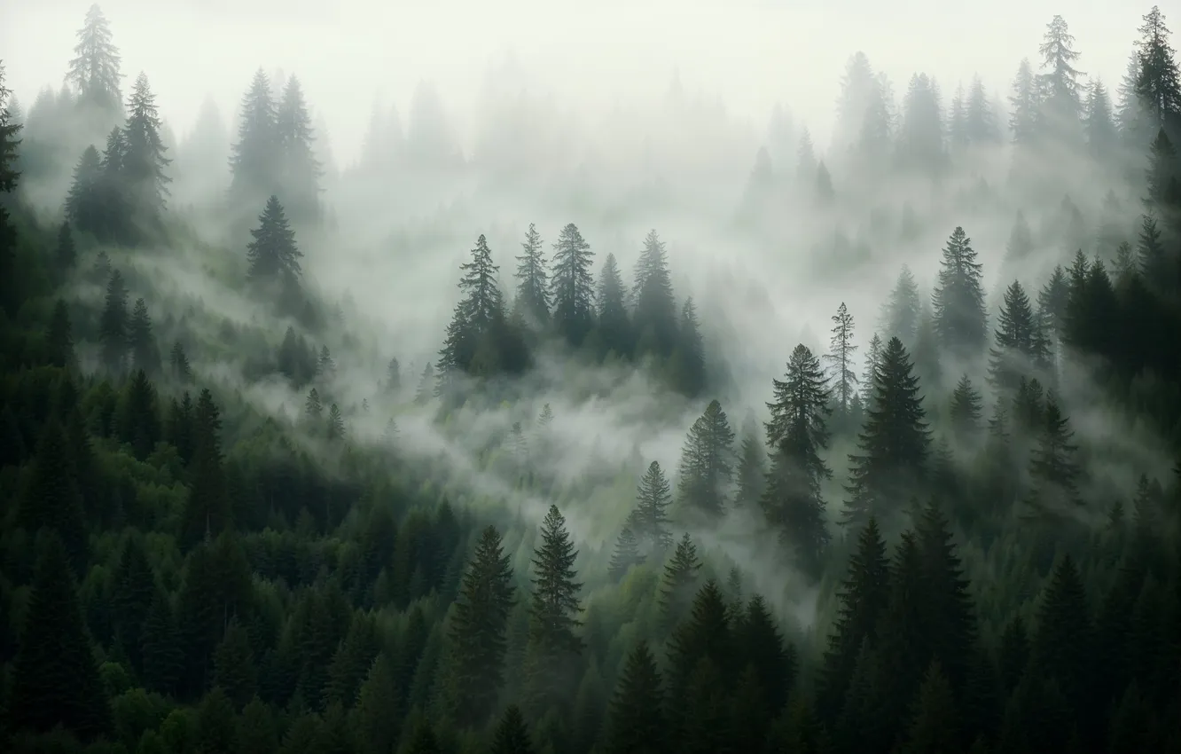 Photo wallpaper forest, nature, fog, ate, slope, haze, early in the morning, AI art