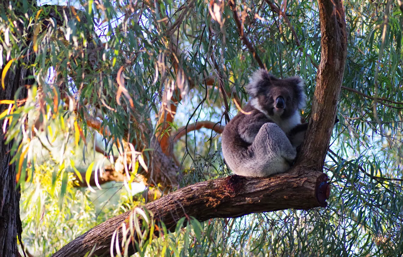 Photo wallpaper trees, pose, look, light, nature, Koala, foliage, in the shadows