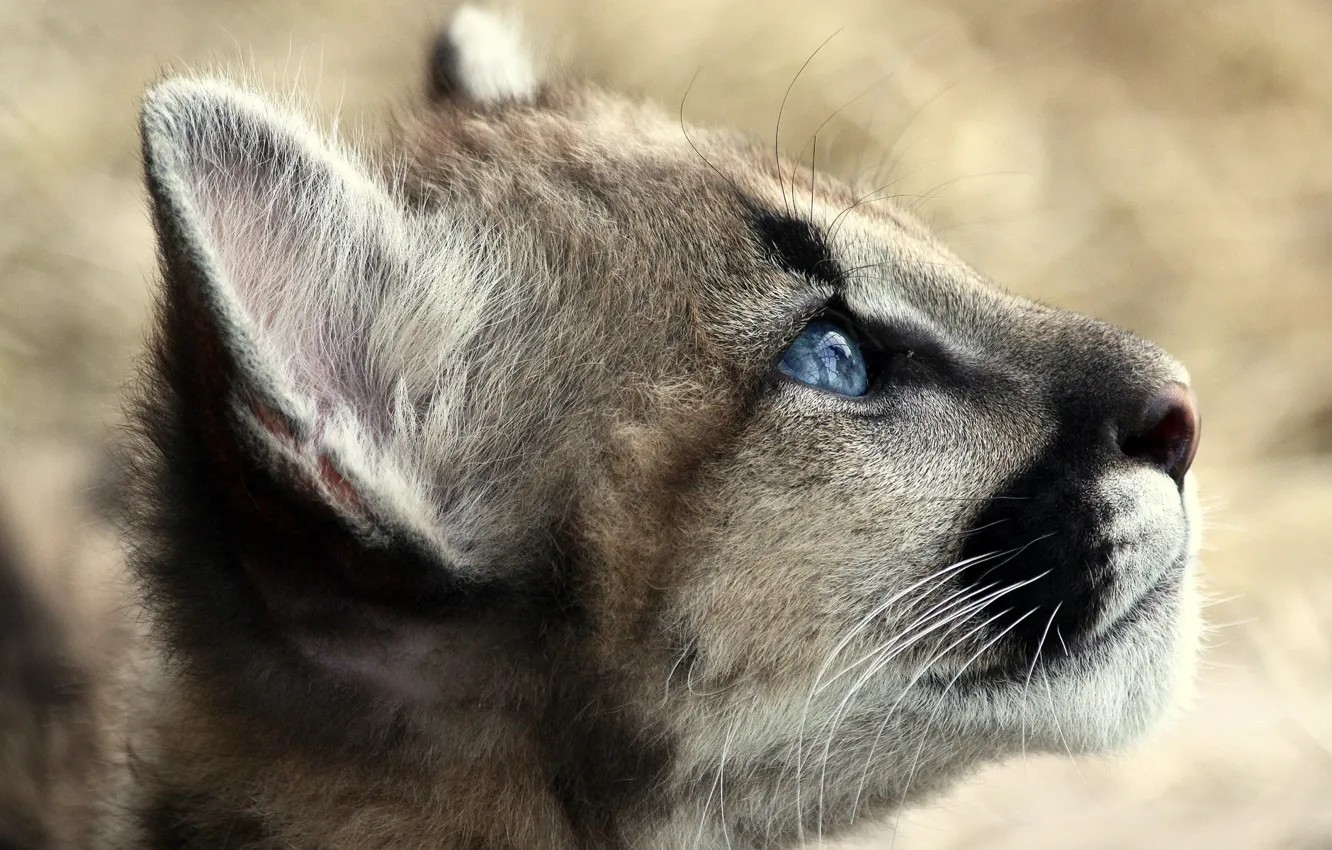 Photo wallpaper kitty, Puma