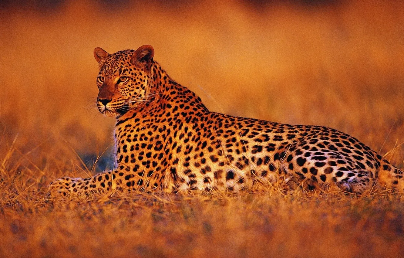Photo wallpaper sunset, stay, Leopard, the evening, Savannah, Africa