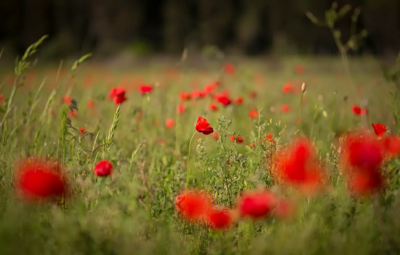 Photo wallpaper field, summer, Maki
