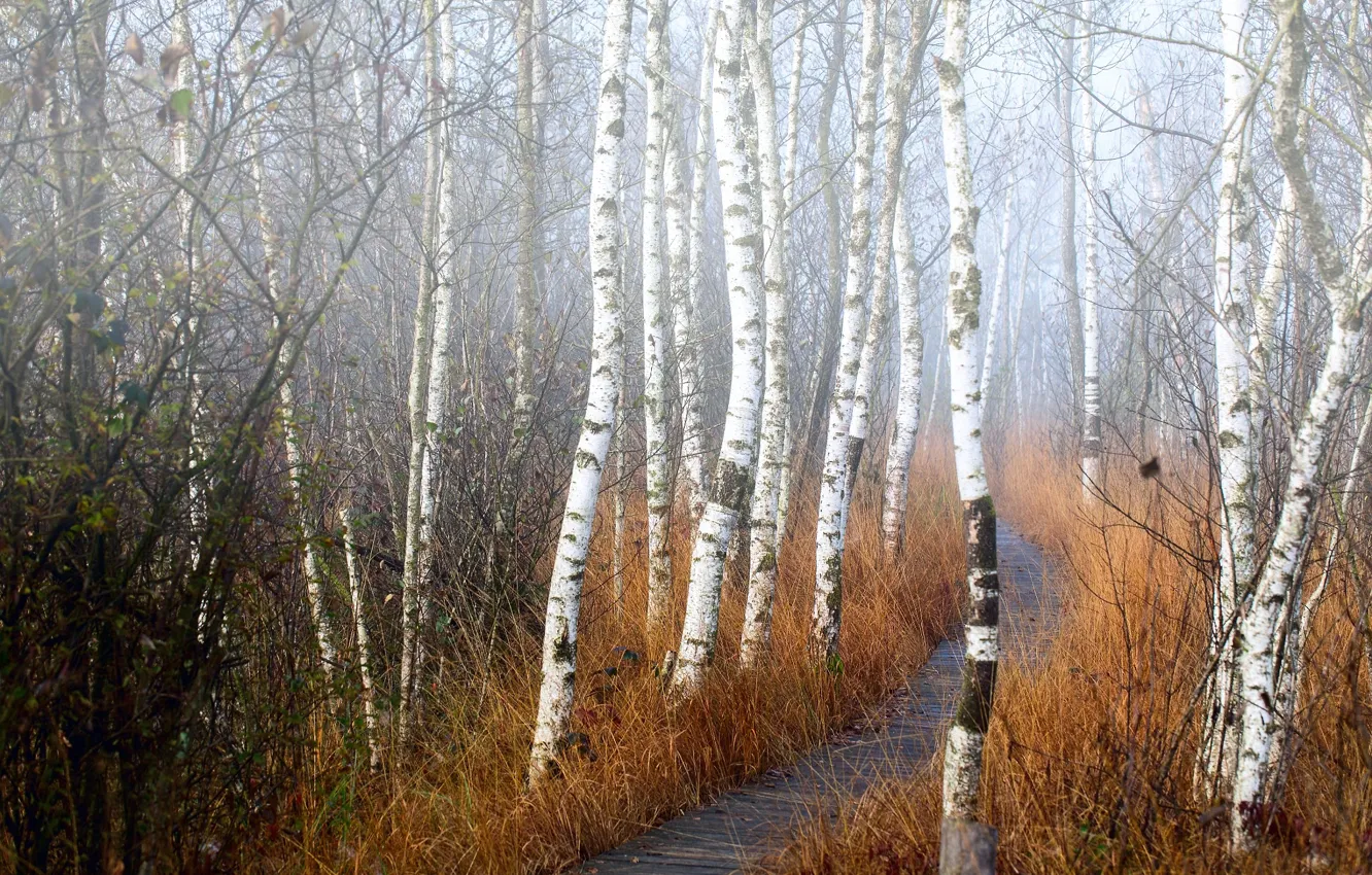 Photo wallpaper nature, fog, trail, morning, track, birch, grove, birch