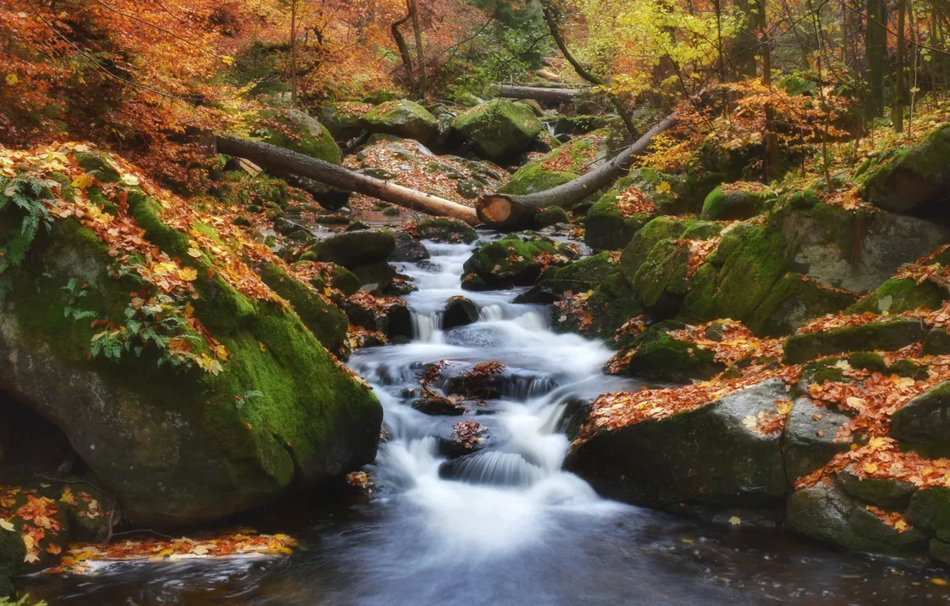 Photo wallpaper autumn, forest, leaves, nature, stream, stones