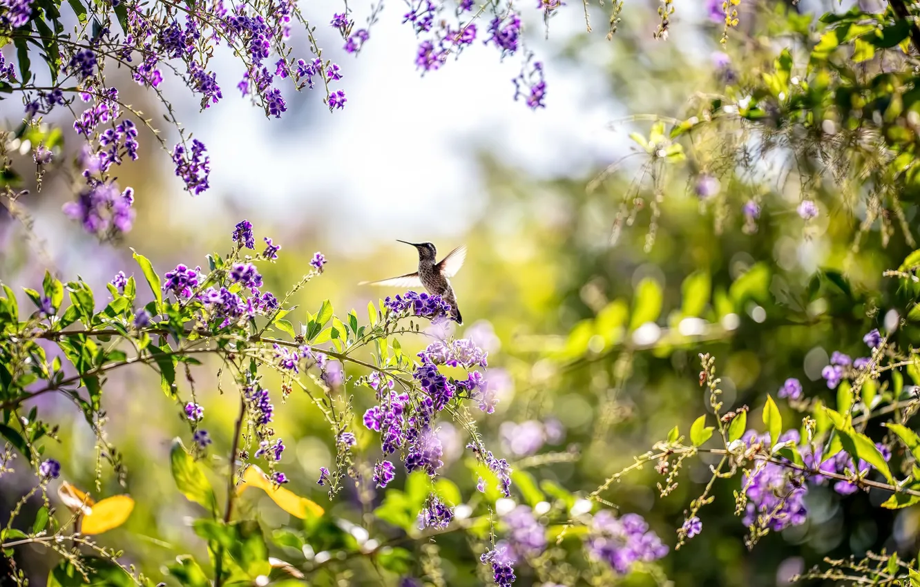 Photo wallpaper summer, bird, Hummingbird