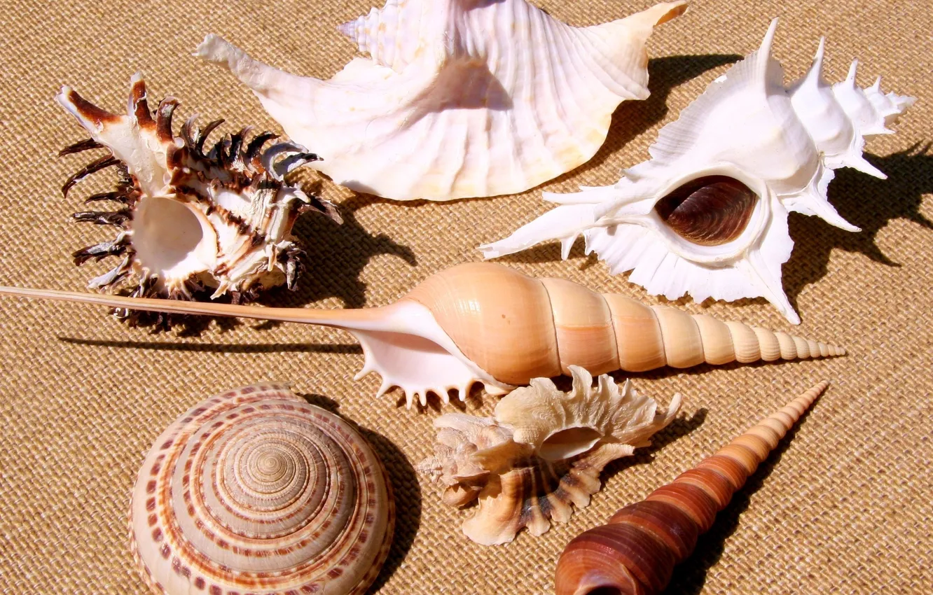 Photo wallpaper shell, different, collection