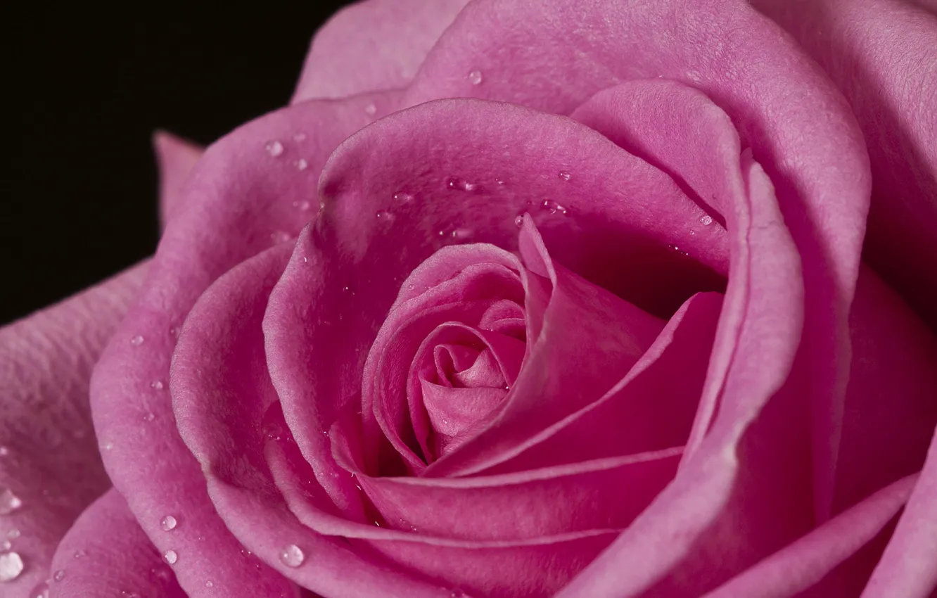 Photo wallpaper macro, roses, petals, pink