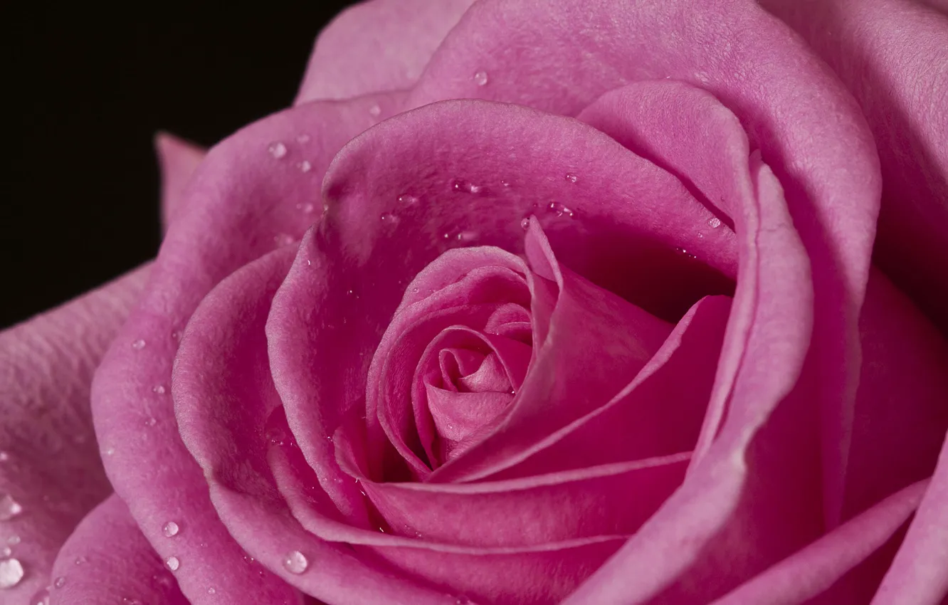 Photo wallpaper macro, pink, rose, petals