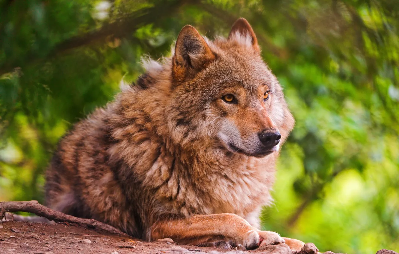 Photo wallpaper look, predator, red eyes, Red Wolf