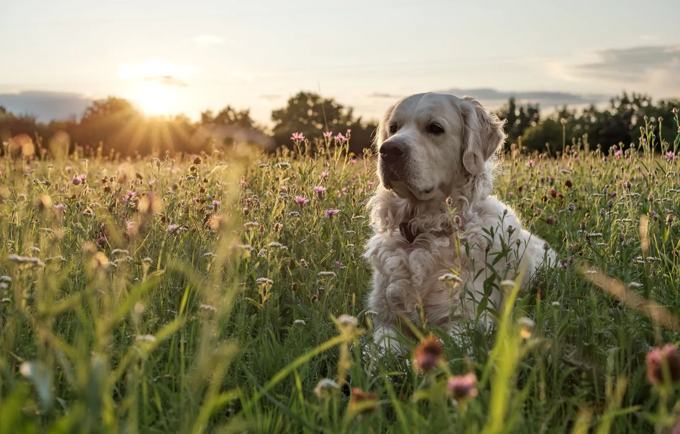 Photo wallpaper summer, each, dog