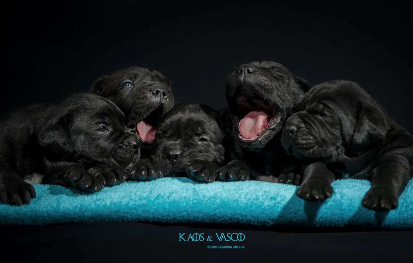 Photo wallpaper comfort, dog, puppy