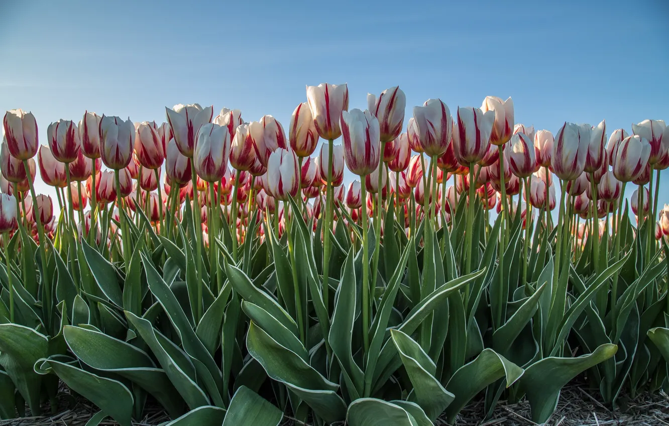Photo wallpaper field, the sky, flowers, spring, tulips, buds, striped, a lot