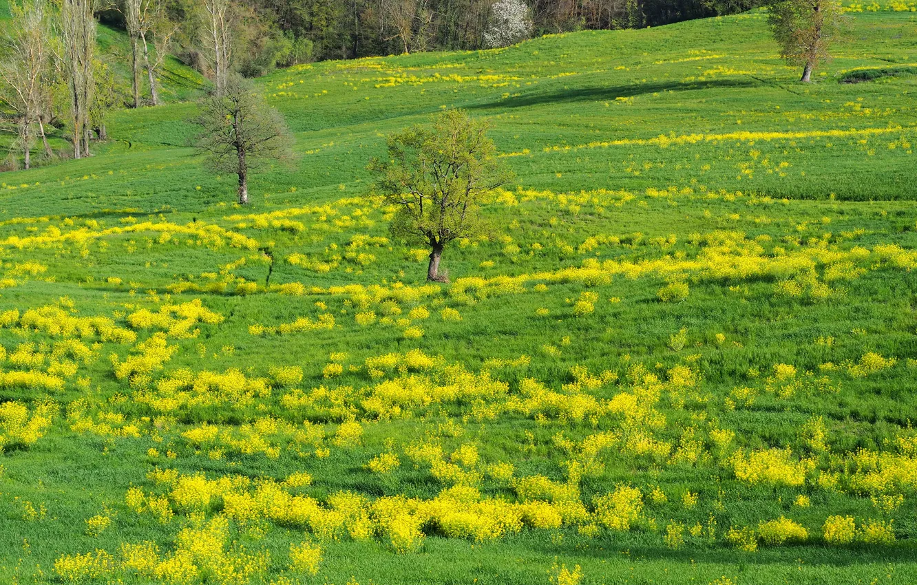 Photo wallpaper greens, field, forest, grass, trees, hills, glade, spring