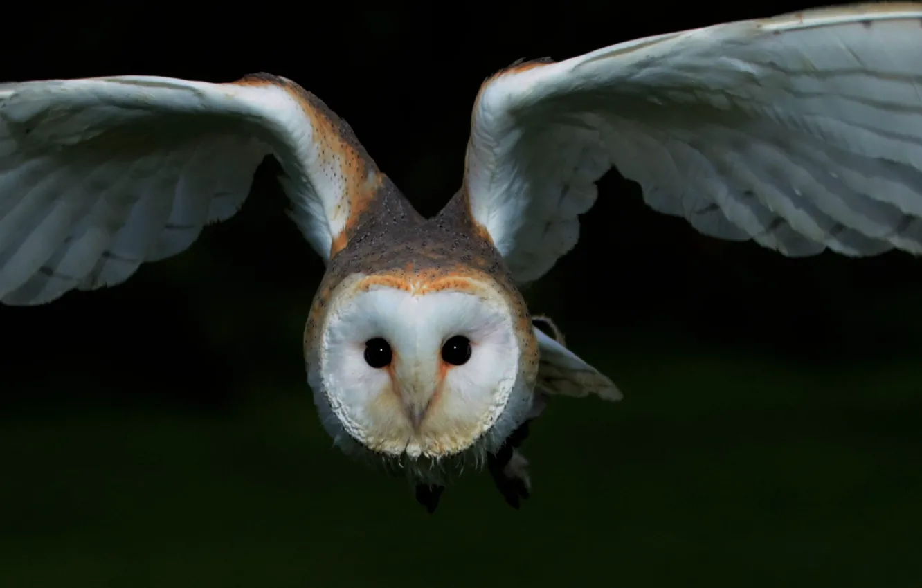 Photo wallpaper Barn Owl, widescreen photograph of white and black owl, bird free download