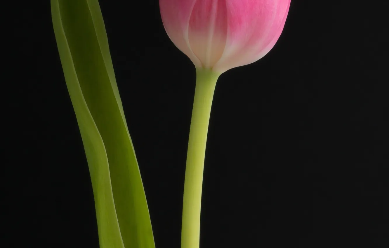 Photo wallpaper macro, flowers, tulips