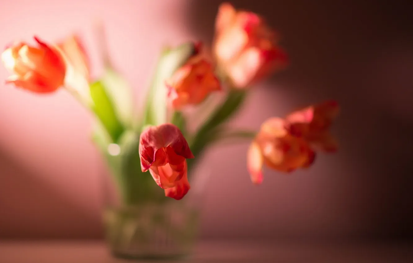 Photo wallpaper light, flowers, background, tulips