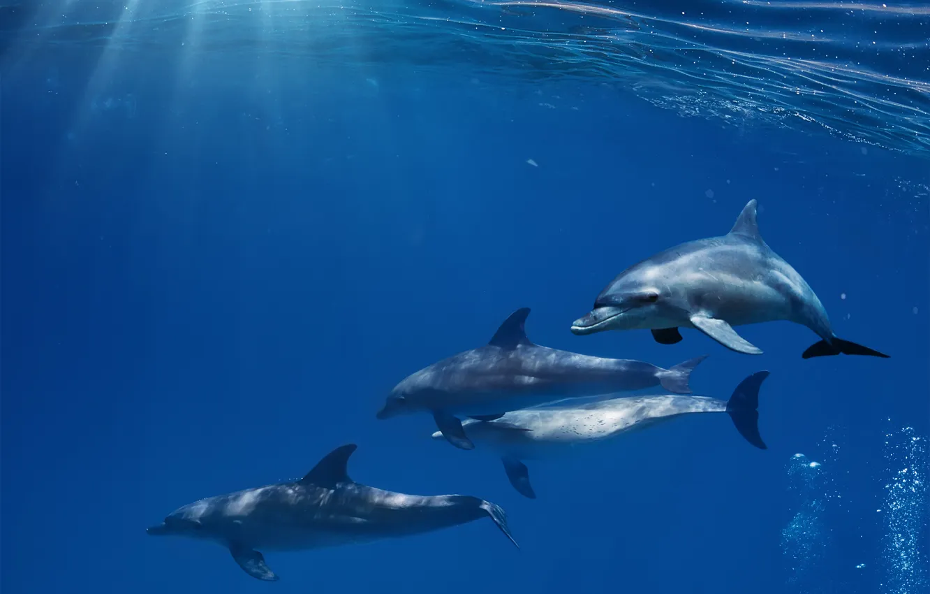 Photo wallpaper the ocean, dolphins, sunshine, underwater, sea, ocean, blue, dolphins