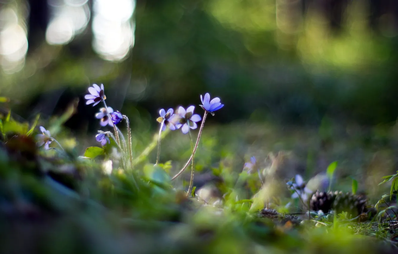 Photo wallpaper flowers, nature, Hepatica