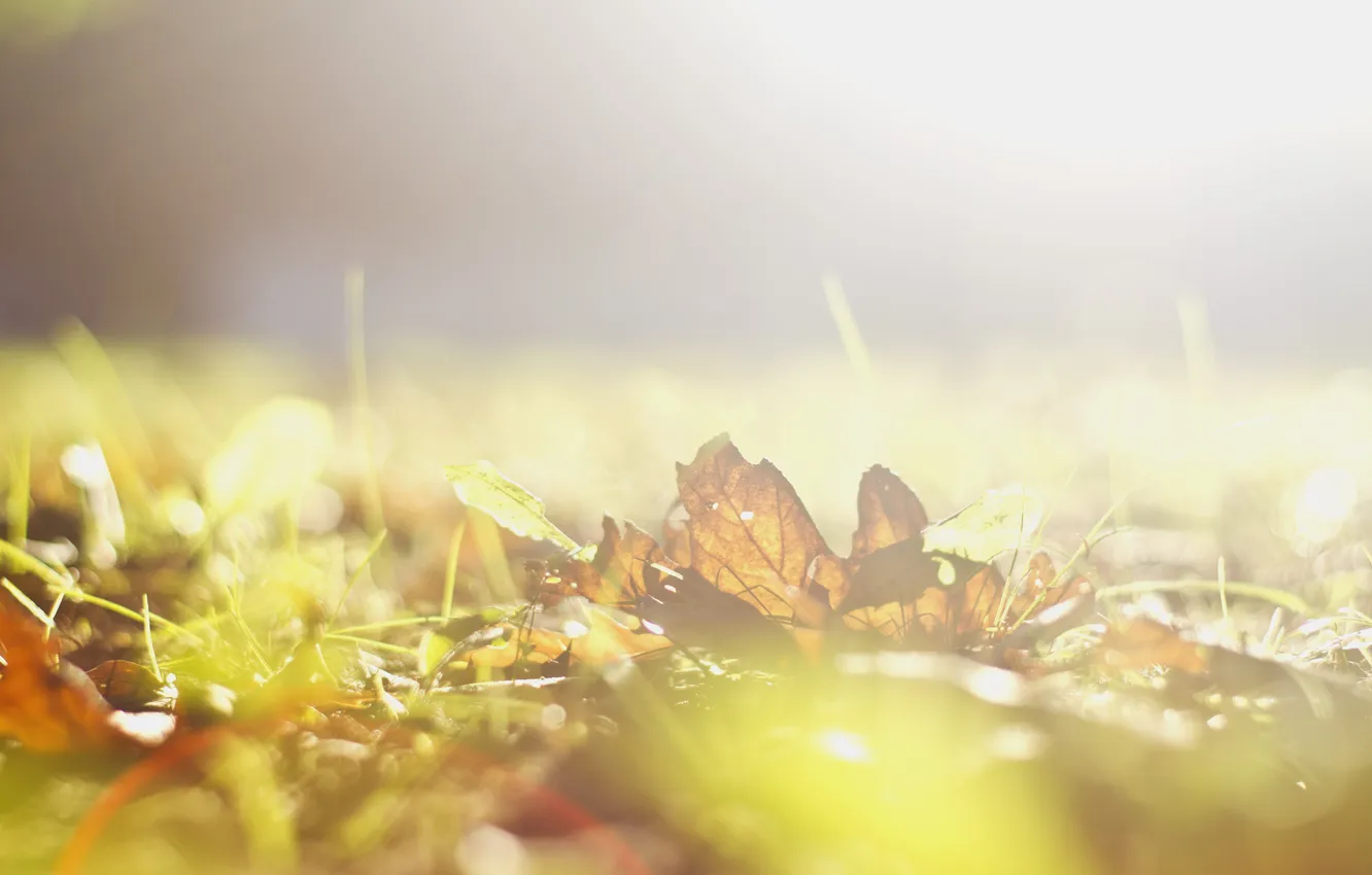 Photo wallpaper autumn, day, bright, the sun, radiant