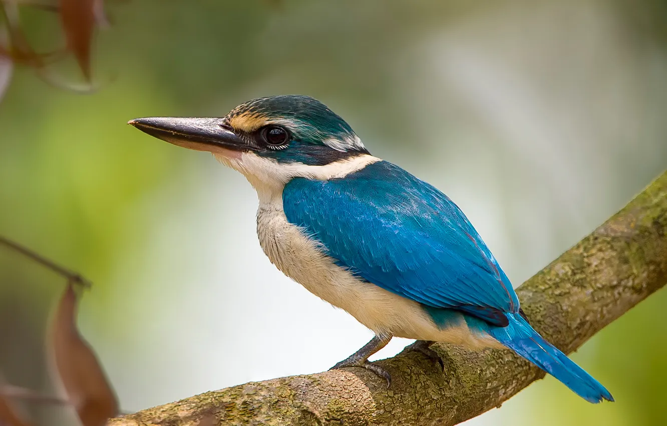 Photo wallpaper branches, bird, beak, Kingfisher
