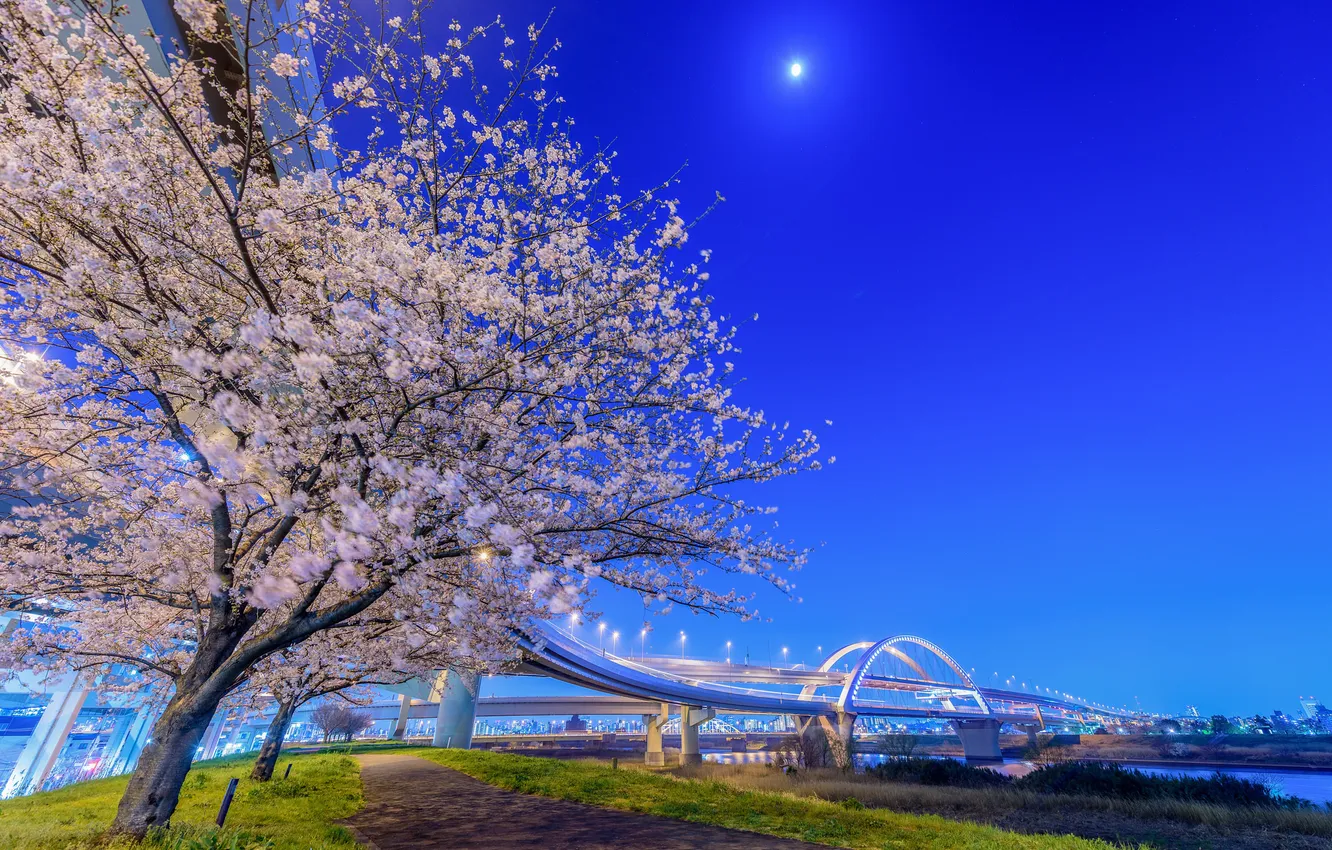 Photo wallpaper night, bridge, lights, Japan, Sakura