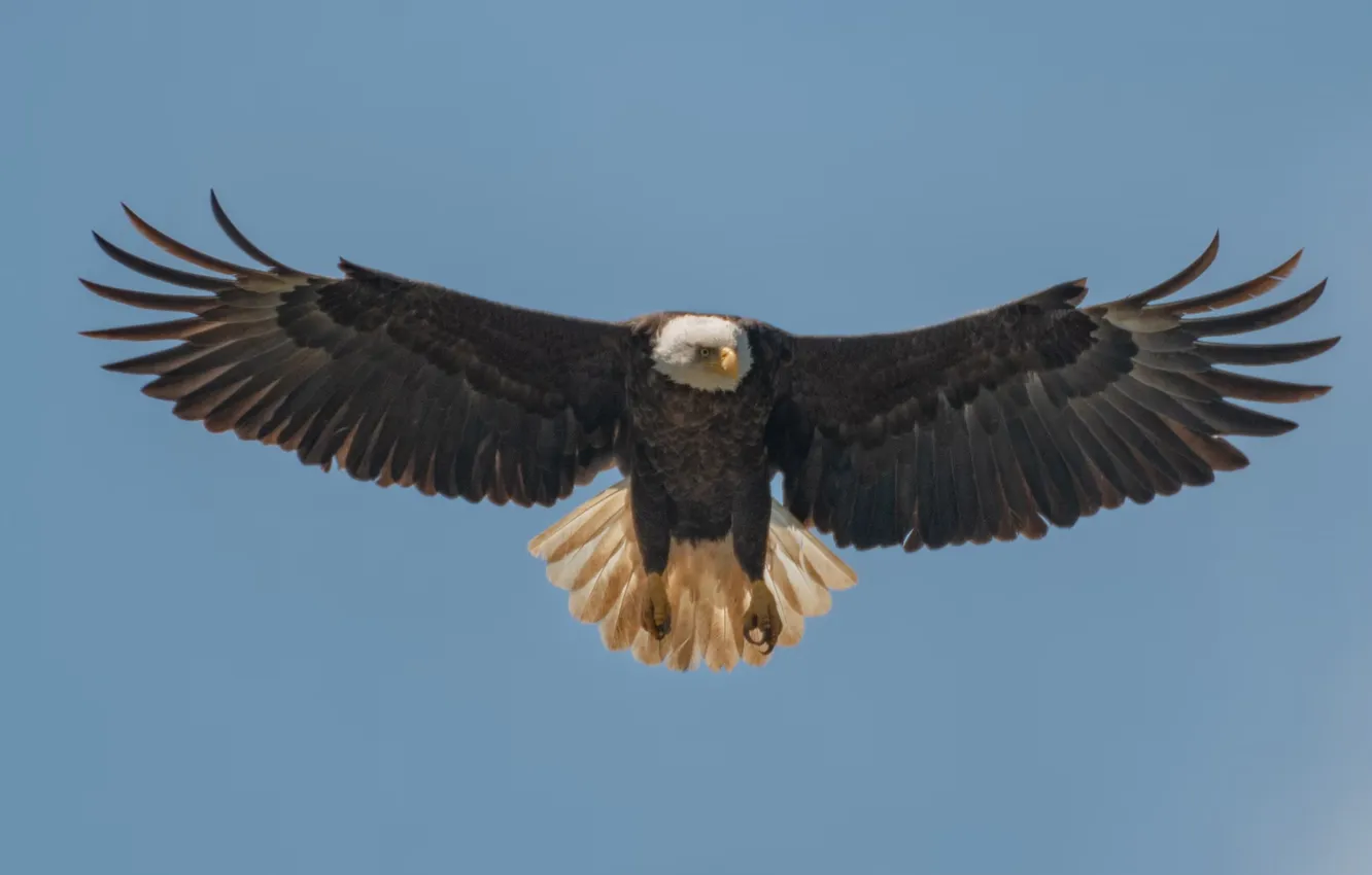 Photo wallpaper bird, Bird of Prey, Raptors, bald eagle, North America