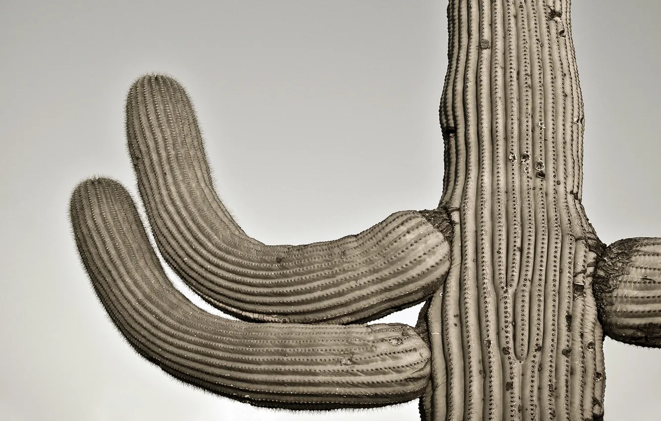 Photo wallpaper the sky, cactus, gatespasssaguaro