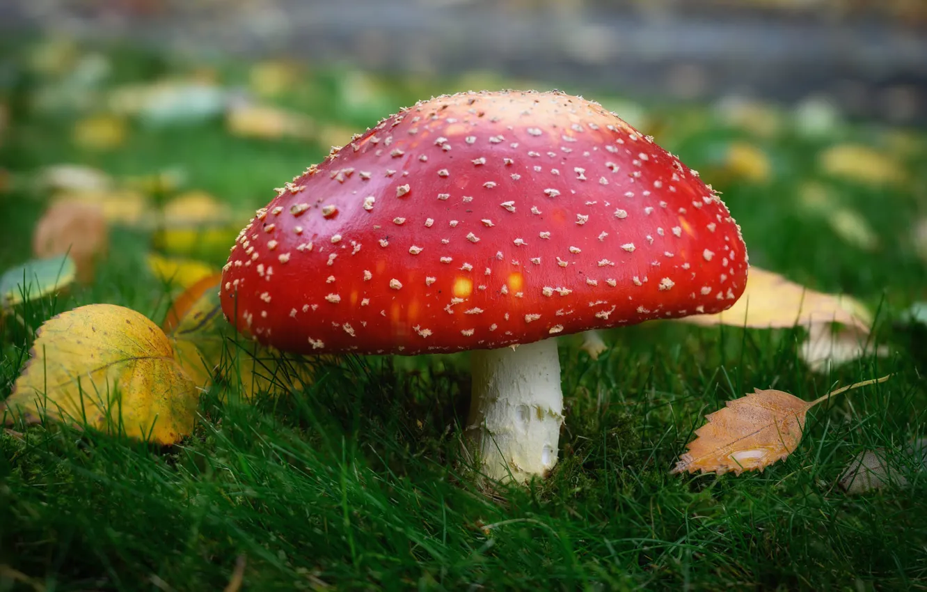 Photo wallpaper grass, macro, red, glade, mushrooms, mushroom, bokeh, autumn leaves