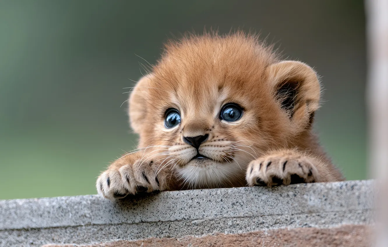 Photo wallpaper look, portrait, legs, Leo, baby, cub, kitty, concrete