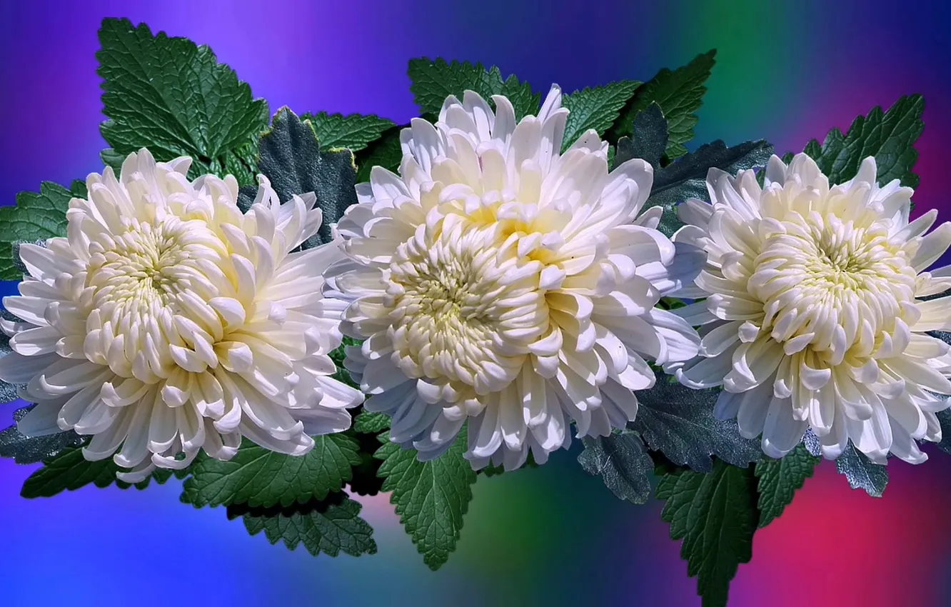 Photo wallpaper flowers, white, chrysanthemum