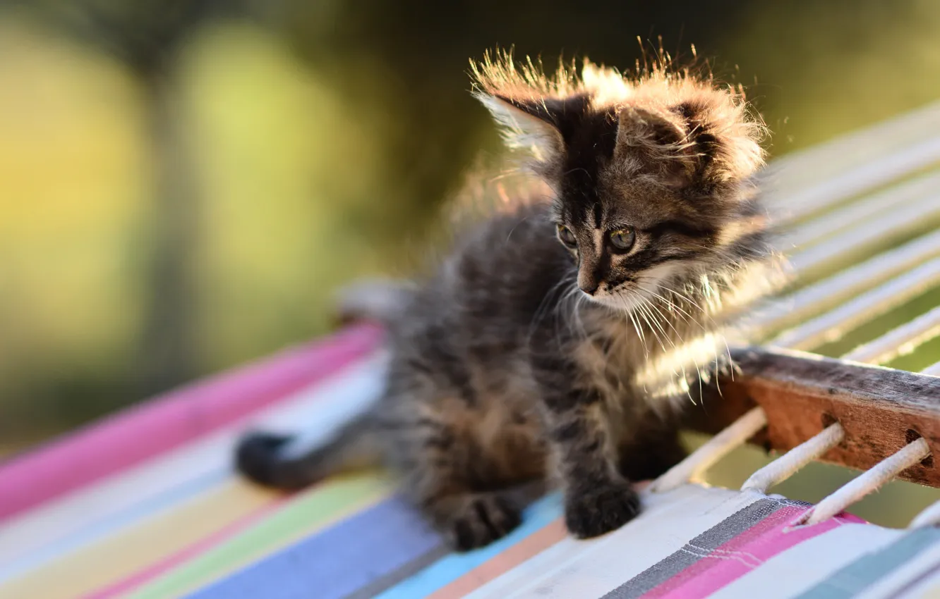 Photo wallpaper cat, look, light, grey, rope, fluffy, baby, muzzle